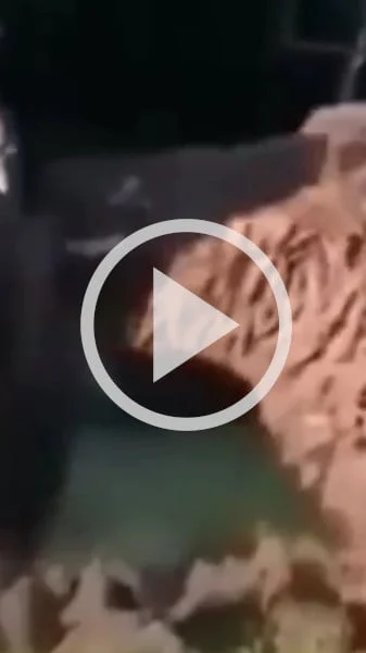 Miniature : [Vidéo] Deux énormes sangliers se mesurent l’un à l’autre