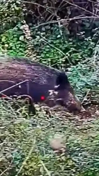 doublé de sangliers en corse