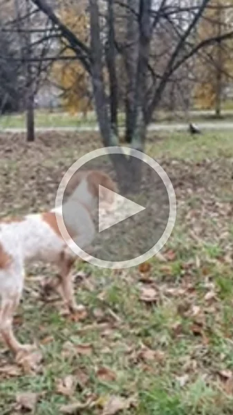 Miniature : [Vidéo] Quand ton chien se met sans cesse à l’arrêt pendant la balade