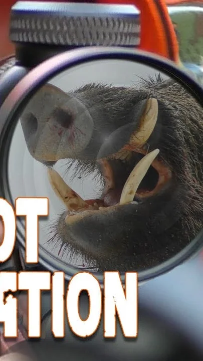 Miniature : [Vidéo] Compilation 60 tirs de chasse parfaits