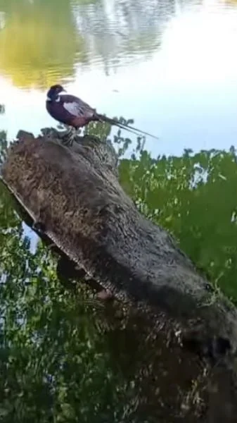 faisan a la peche