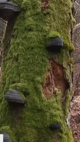 foret-libre