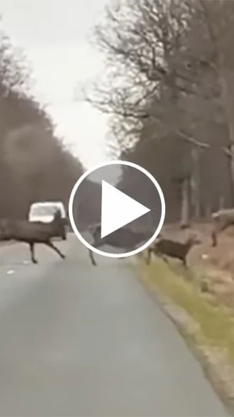 Miniature : [Vidéo] Une immense harde de cervidés traverse une route en Normandie