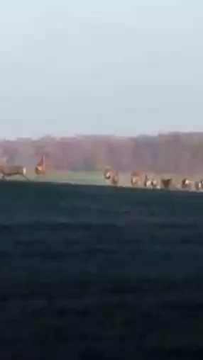 Miniature : [Vidéo] Il croise une énorme harde de cervidés pendant son footing