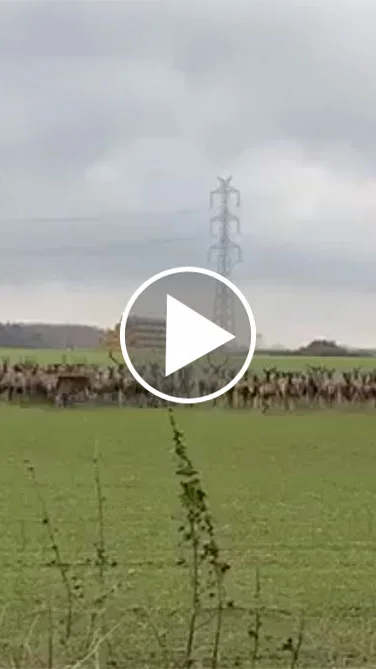 Miniature : [Vidéo] Une harde sublime de cervidés traverse la route