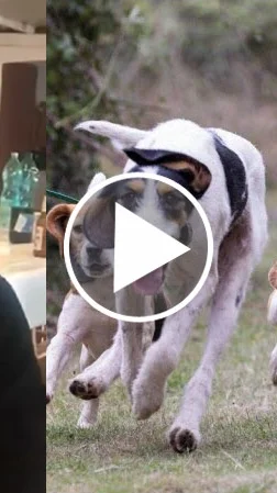 Miniature : [Vidéo] Avec cet homme, plus besoin de chien de chasse !