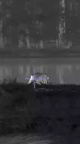 impact de balles derrière un sanglier