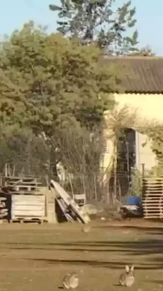 invasion de lapins près de Montpellier