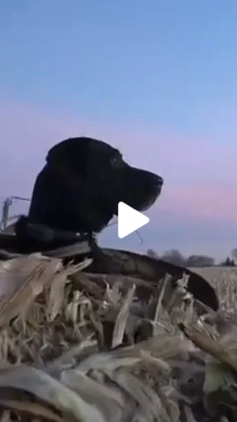 Miniature : [Vidéo] Un labrador au top à la chasse au gibier d’eau