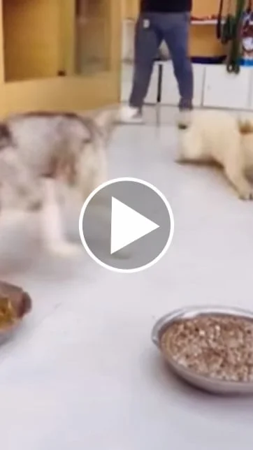 Miniature : [Vidéo] Un labrador complètement dingue au moment de manger