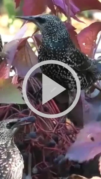 Miniature : [Vidéo] Des étourneaux ravagent un arbre en quelques secondes