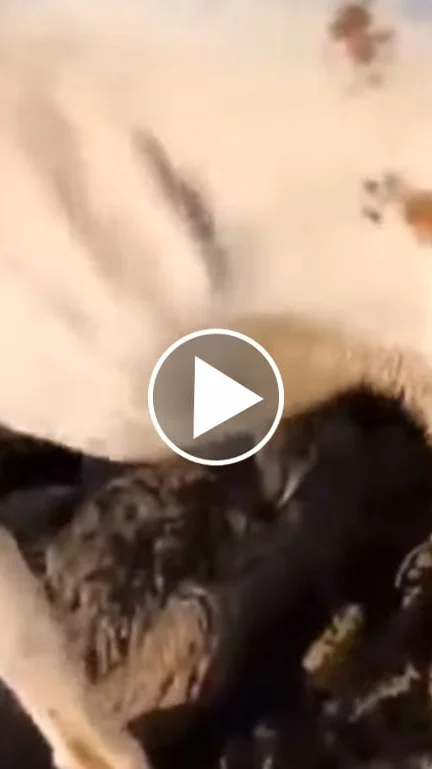 Miniature : [Vidéo] Un pointer se fait leurrer par un lièvre