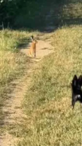 lievre vs chien