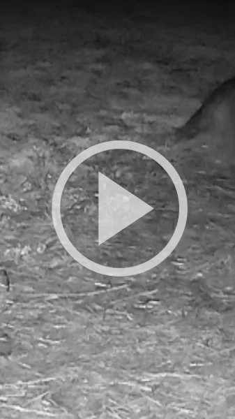 Miniature : [Vidéo] Un loup qui attrape un agneau filmé près de Lyon