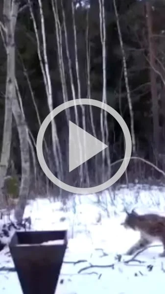 Miniature : [Vidéo] Un lynx se jette littéralement sur le dos d’un chevreuil