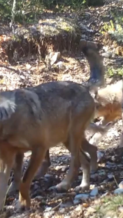 Miniature : [Vidéo] Une meute de loup filmée en plein jour dans la Drôme