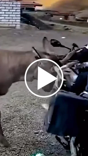 Miniature : [Vidéo] Un cerf jette à terre un motard et sa moto