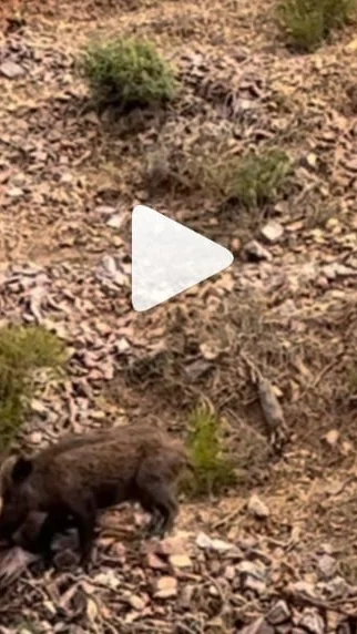 Miniature : [Vidéo] Un sanglier mange un mouflon