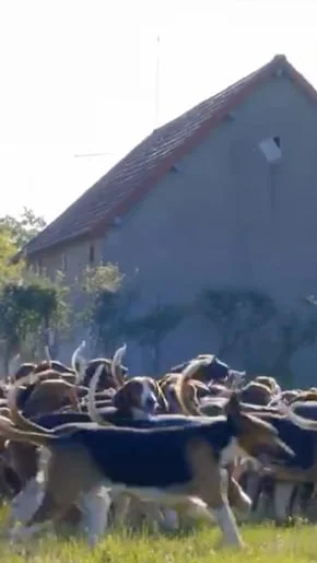 Miniature : [Vidéo] La plus grande meute d’Europe est Française et se trouve dans l’Allier