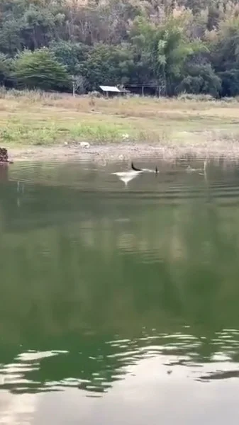 poisson trop gros