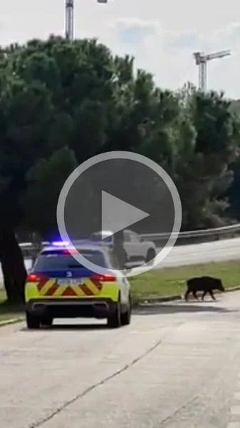 Miniature : [Vidéo] La police tente de gérer un sanglier assez peu coopératif