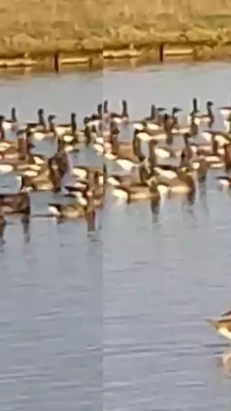 pose de bernaches dans la baie des veys