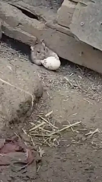 rat vole un oeuf