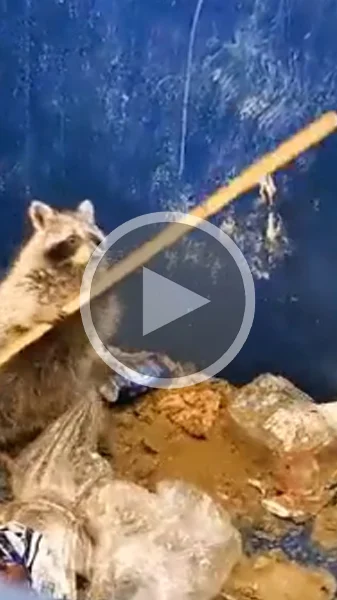 Miniature : [Vidéo] Un raton laveur qui a de la suite dans les idées