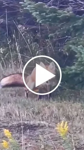 Miniature : [Vidéo] Un renard urine sur un cèpe (voila pourquoi il faut faire attention)