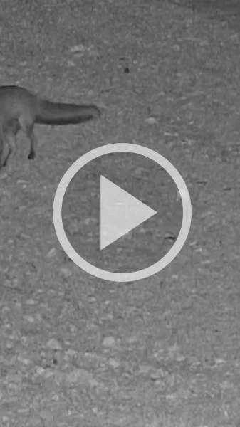 Miniature : [Vidéo] Un petit lapin agonise tandis qu’un renard s’amuse à le poursuivre et à le jeter en l’air