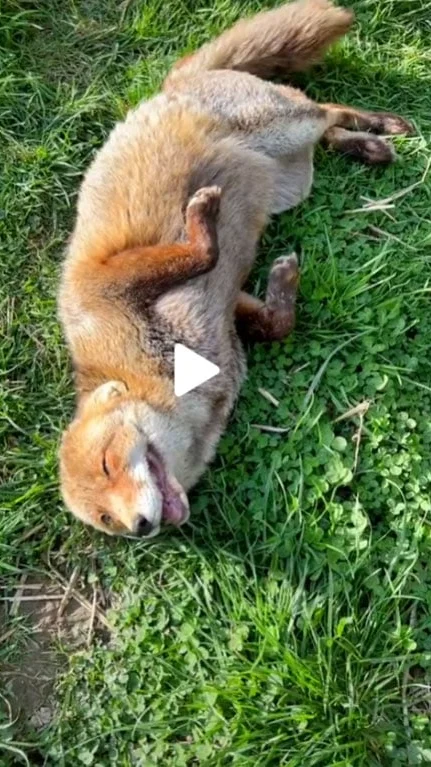 Miniature : [Vidéo] Un renard qui se bidonne de rire