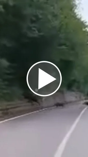 Miniature : [Vidéo] Une grosse compagnie de sangliers traverse la route