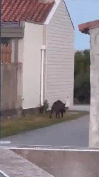 sanglier aux sables d'olonne