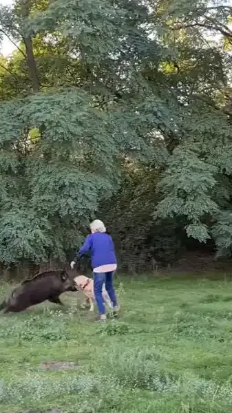 sanglier charge un chien