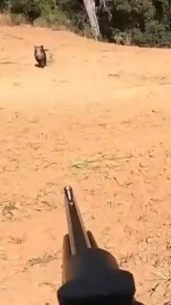 sanglier court droit sur un chasseur