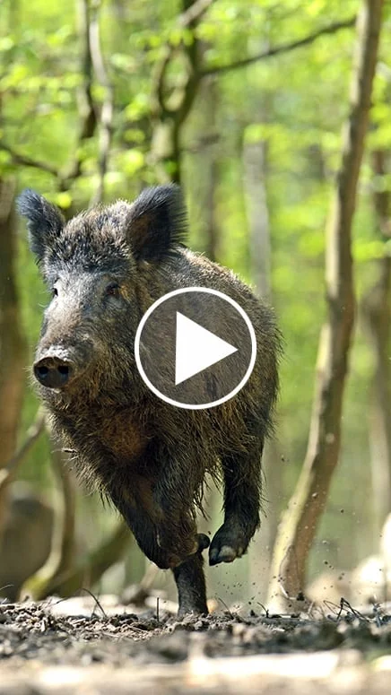 Miniature : [Vidéo] Un sanglier poursuit une moto dans les bois