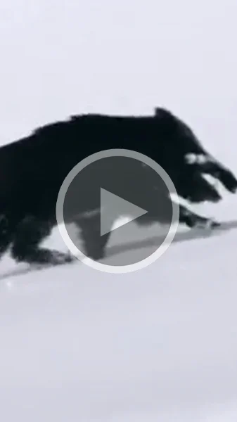 Miniature : [Vidéo] Un gros sanglier lutte pour traverser les hauteurs dans la neige