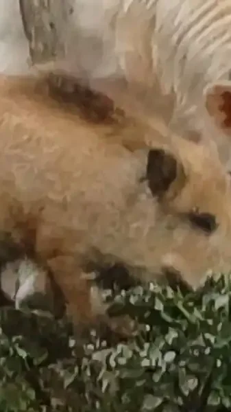 sanglier dans les vaches