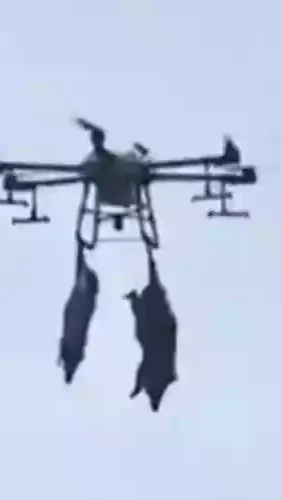 Miniature : [Vidéo] Des sangliers morts évacués par drone
