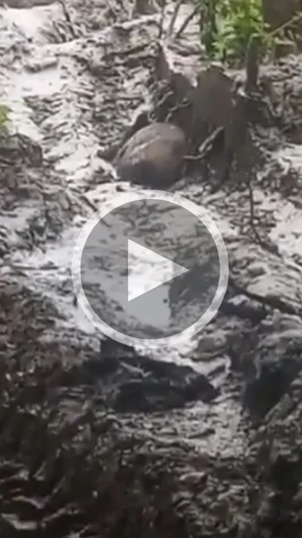 Miniature : [Vidéo] Un sanglier trouvé endormi dans les ornières par un conducteur d’engin