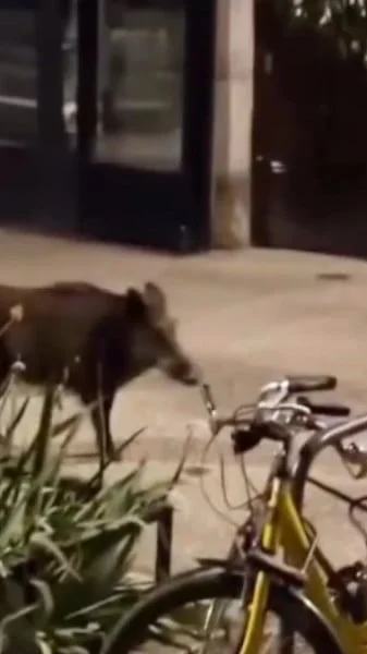 sanglier grenoble