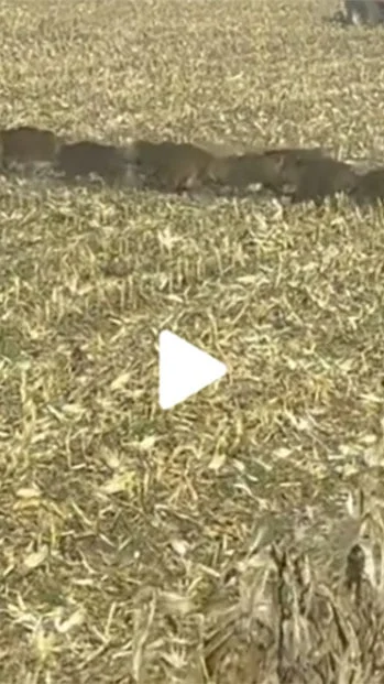 Miniature : [Vidéo] Une grande famille de sangliers s’échappe devant la moissonneuse