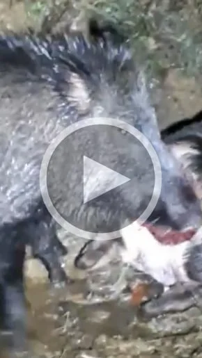 Miniature : [Vidéo] Un sanglier se fait un festin d’un cervidé mort