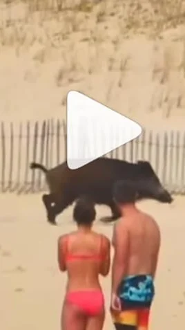 Miniature : [Vidéo] Un sanglier chassé d’une plage par les forces de l’ordre