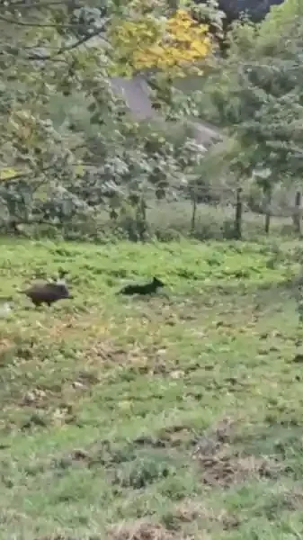 sanglier poursuit un chien