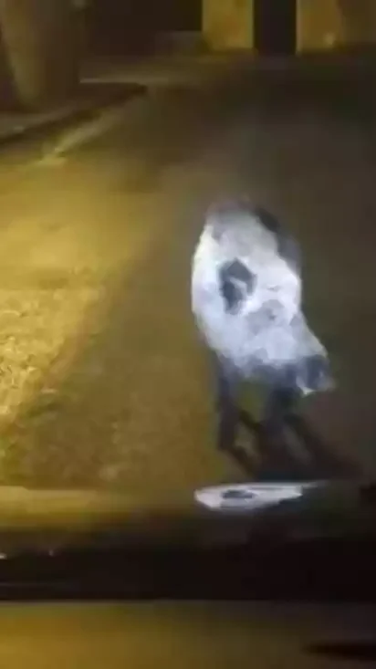Miniature : [Vidéo] Un sanglier refuse de laisser une voiture en pleine ville dans un village de l’Aisne