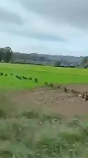 Miniature : [Vidéo] 36 sangliers lui coupent la route