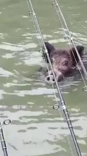 Miniature : [Vidéo] Un sanglier sous les cannes à pêche !