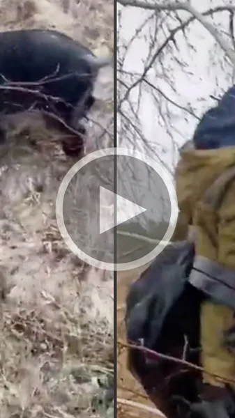 Miniature : [Vidéo] Un géomètre obligé de se réfugier dans un arbre à cause d’un gros sanglier