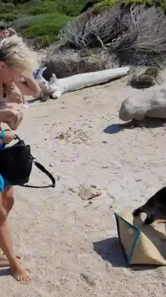 sanglier vs touriste en sardaigne